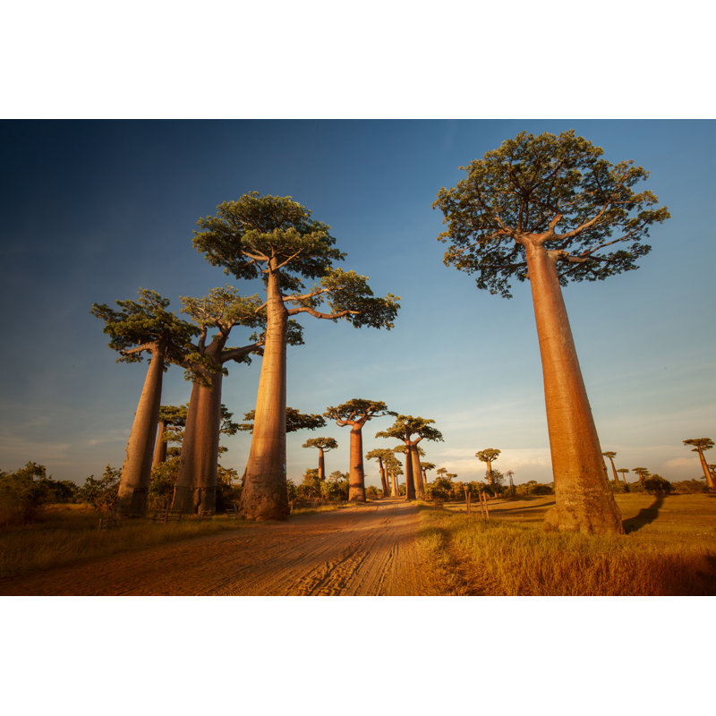 Baobabs - Photographie sur toile tendue, H 8 po x l 12 po