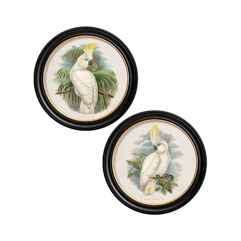 Cockatoo by Mid-1800s - Single Picture Frame Print on Archival Matt 230gsm Paper