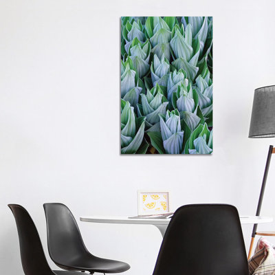 False Hellebore With Frost, Gothic, Colorado by Tim Fitzharris - Gallery-Wrapped Canvas Giclée on Canvas