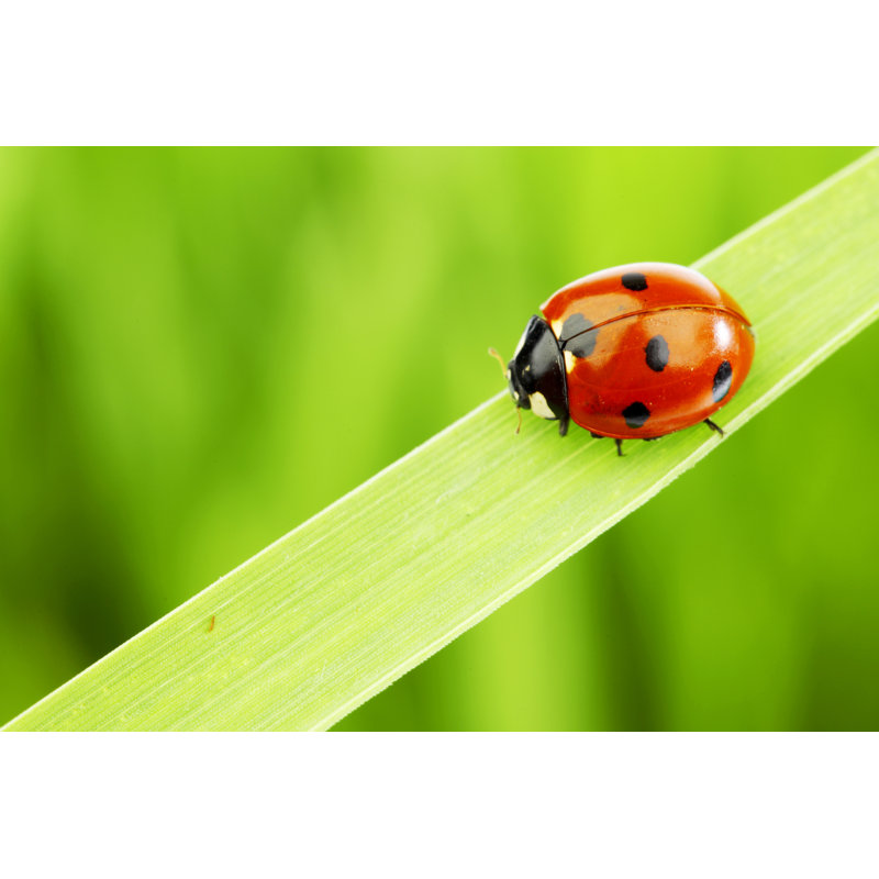 " Ladybug On Grass " by Ivanmikhaylov, 24" H x 36" W