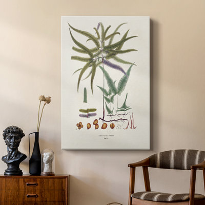 Fougères de la Botanical Society - galerie Cavas sur mesure