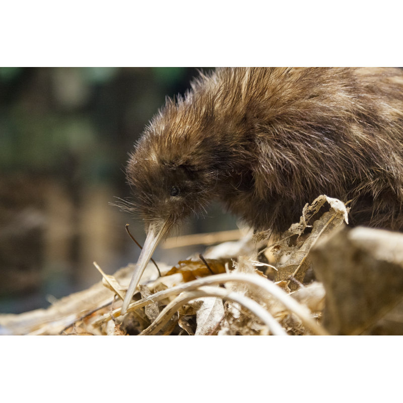 Kiwi Bird by Powerofforever - No Frame Art Prints on Canvas, 81cm H x 122cm W