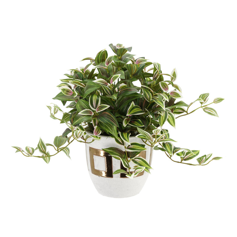 Plante de feuillage jew en pot