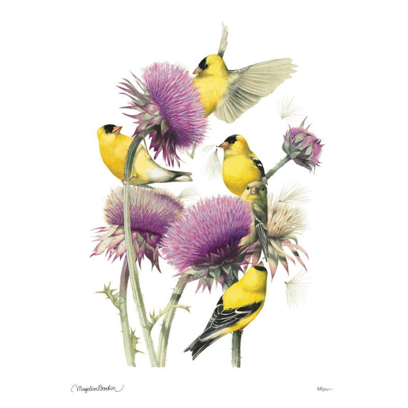«American Goldfinch», reproduction
