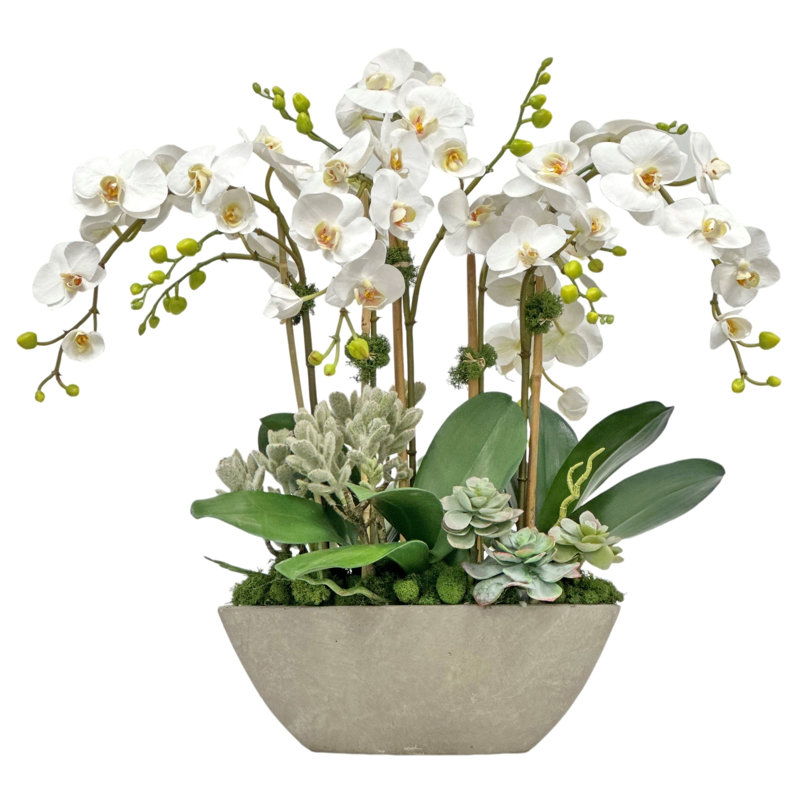 ORCHIDÉE SUCCULENTE DANS LA PLANTÉE