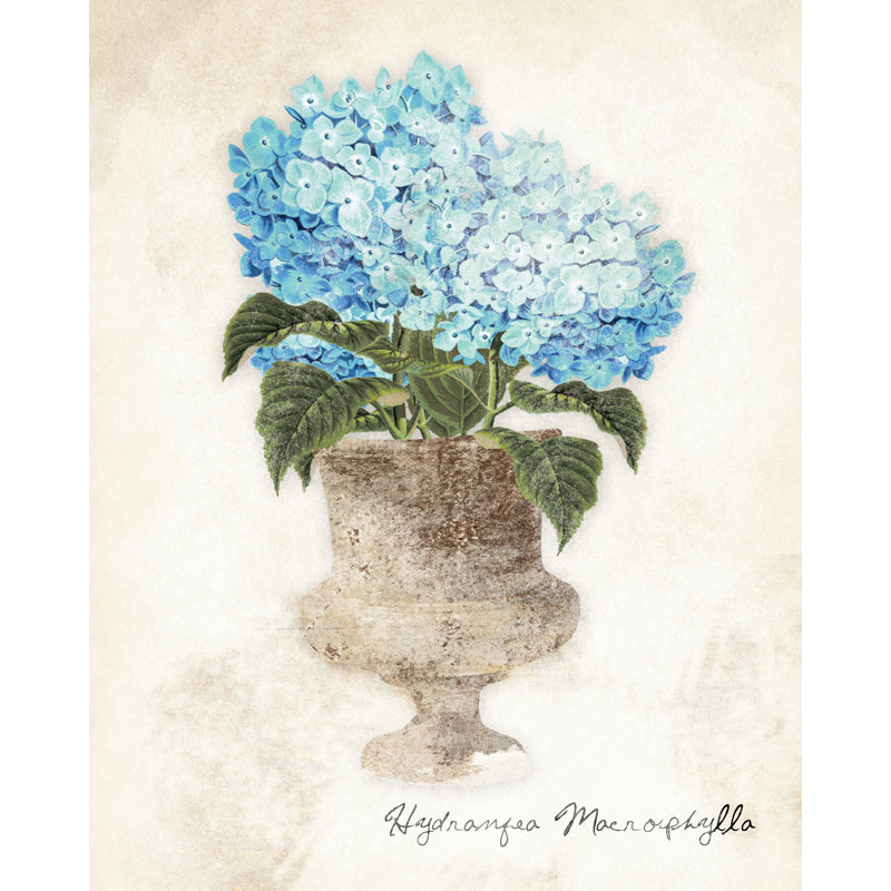 Hydrangea Illustration Pot - Painting Print, 51 cm H x 76 cm W, Black Floater Framed