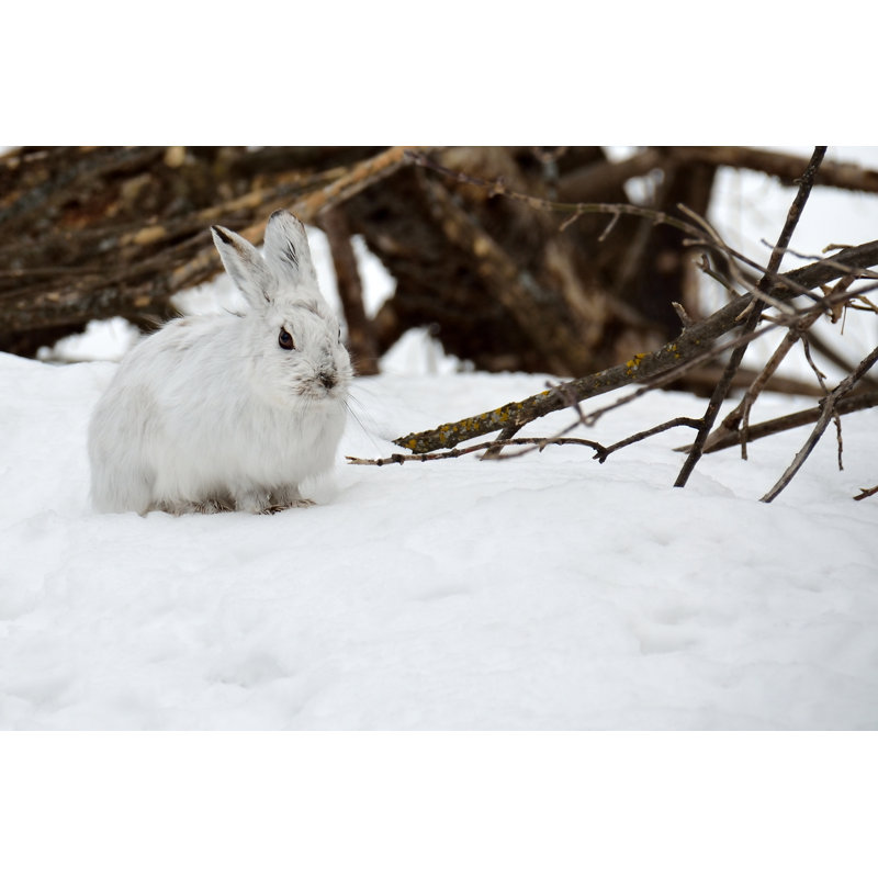 White Hare - Wrapped Canvas Print, 30cm H x 46cm W