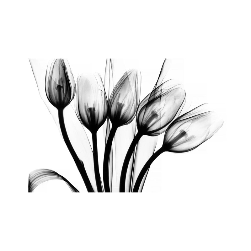 «Marching Tulips» par Albert Koetsier - impression d'art graphique, Toile tendue, H 8 po x l 12 po x P 0,75 po