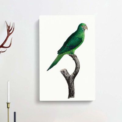 Grey-Cheeked Parakeet by F. Levaillant - Wrapped Canvas