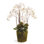 Conservatory Orchid Drop in Plant