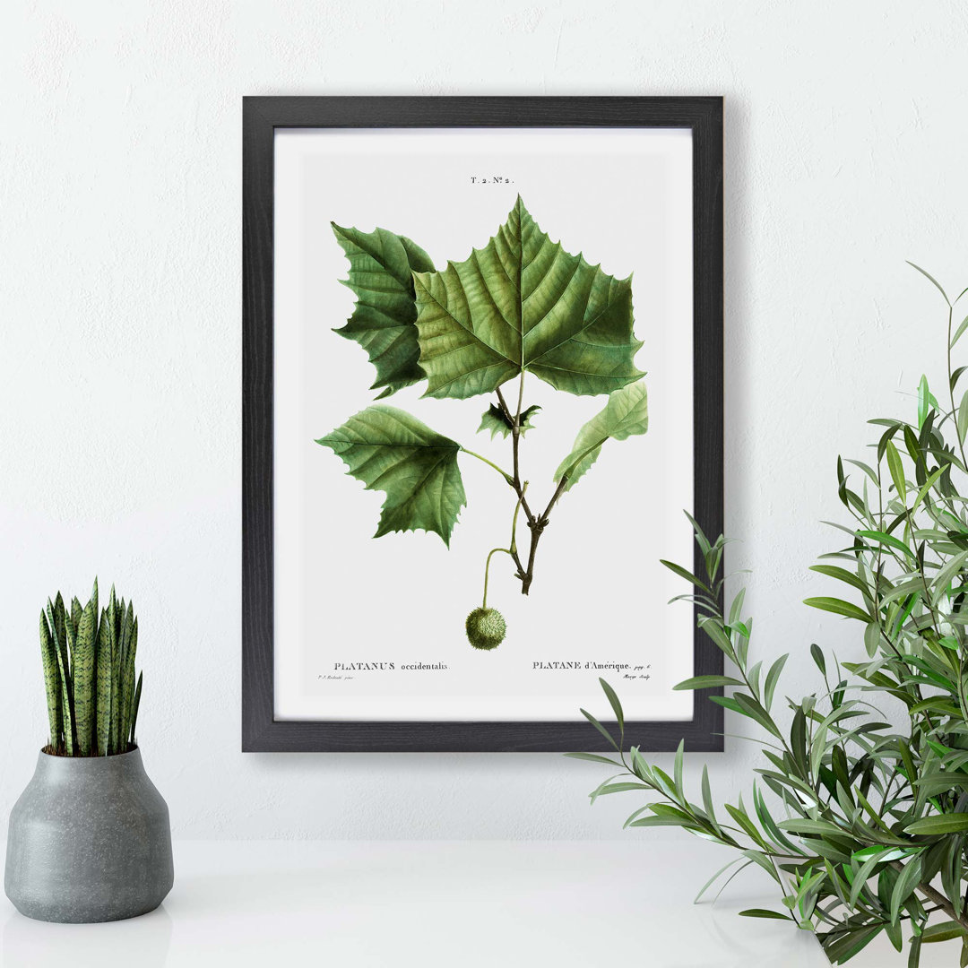 Sycamore Tree by Pierre-Joseph Redoute - Framed Print