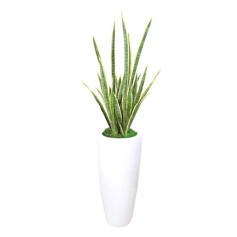 Snake Plant disposée dans un pot de fleurs en fibre de pierre