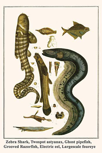 « zèbre shark twospot astyanax ghost pipefish razorfish rainured seba » par albertus, impression