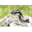 STATUE PYTHON REGIUS BALL