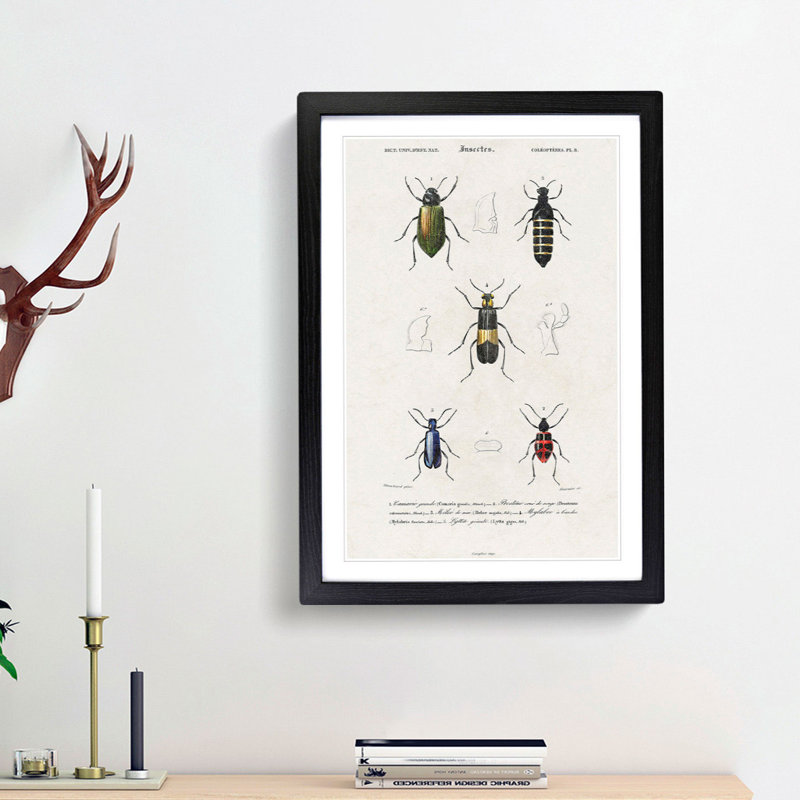 Beetle Illustrations PL.8 by Charles D'Orbigny - Single Picture Frame Print, Black Framed, 45cm H x 33cm W x 2cm D