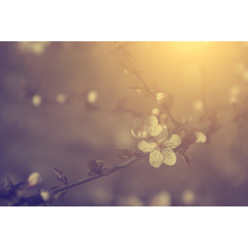 Vintage Photo Of Cherry Blossom - Wrapped Canvas Print, 30cm H x 46cm W