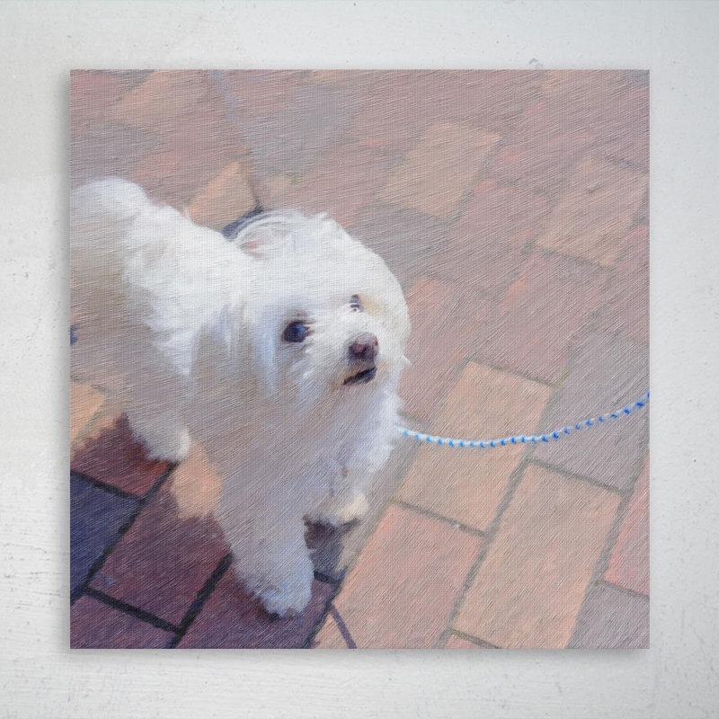 White Long Coat Small Dog - Wrapped Canvas Painting, 32'' H x 32'' W