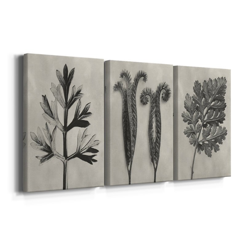 Blossfeldt Botanical I  -Custom Wrapped Gallery Canvas - 3 Pieces, 12" H x 24" W