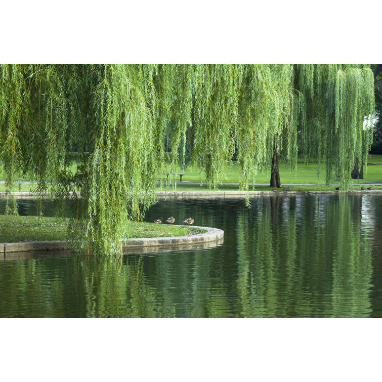 Weeping Willow - Wrapped Canvas Photograph