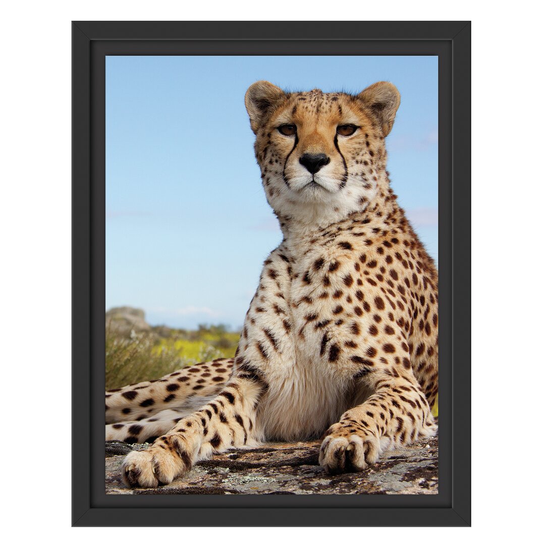 Gerahmtes Wandbild Gepard in Savanne