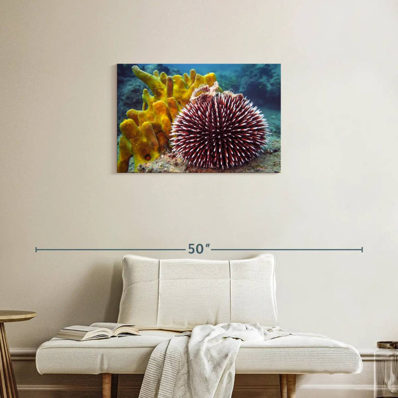 Sea Urchin, H 20 po x l 30 po