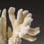 Genuine White Cat's Paw Coral (1 Lb)