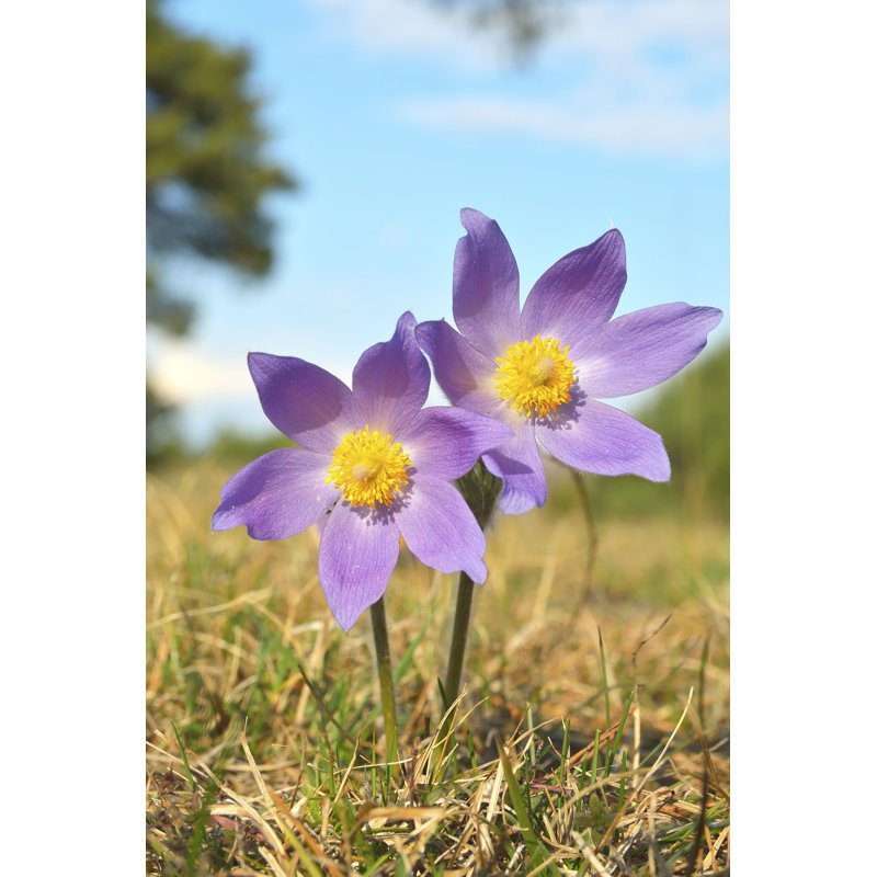 Derdine " Mountain Pasqueflower (Pulsatilla Montana) ", 36" H x 24" W  