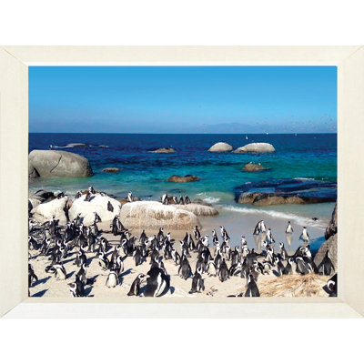 Pingouin paradis - photographie