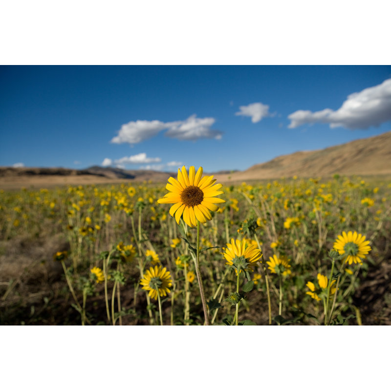 Nevada Sunflower by OwensImaging - Wrapped Canvas Print, 30cm H x 46cm W