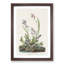 Field Sparrow by John Audubon - Picture Frame Graphic Art Print-55609279-55609278
