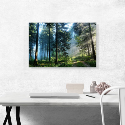" Light Through The Forest Trees "
