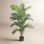 Thisbe Palm in Pot