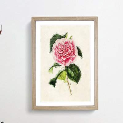 Illustration of a Pink Japanese Camellia - Picture Frame Painting Print