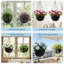 Wall Planter-129908400