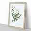 Cherokee Rose in White by Pierre-Joseph Redoute - Picture Frame Painting Print-55536199-55536204