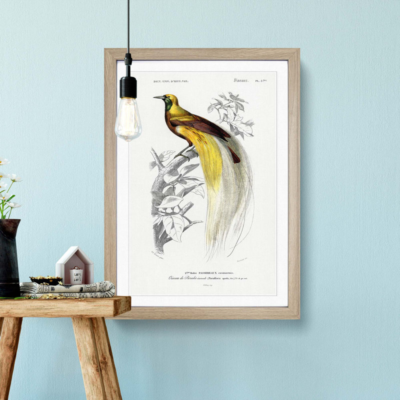 Bird Of Paradise by Charles D' Orbigny - Single Picture Frame Painting, 33cm H x 24cm W x 2cm D, Oak Framed