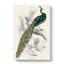 Majestic Peacock by Sir William Jardine - Wall Art-103398694-103398698