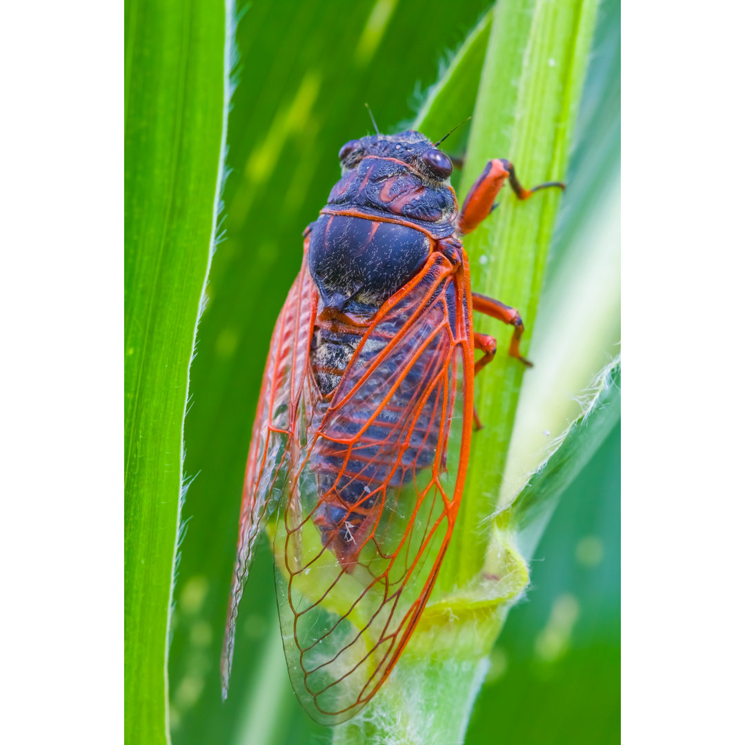 Cicada Sit on a Leaf by Yuriy_Kulik - No Frame Fotografie auf Leinwand