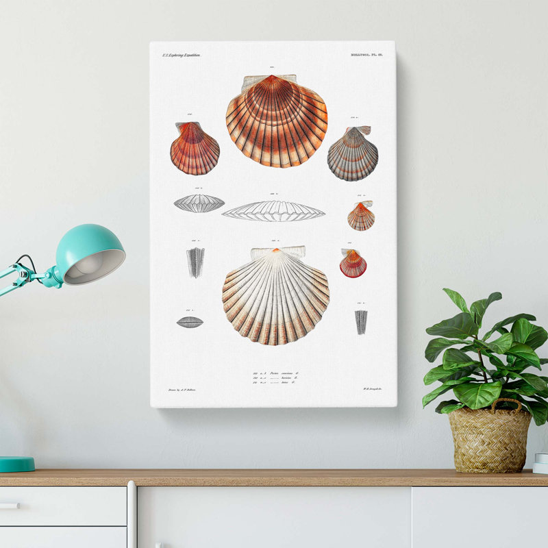 Clam Shells by A.A. Gould - Wrapped Canvas Graphic Art Print, 60cm H x 40cm W x 3cm D