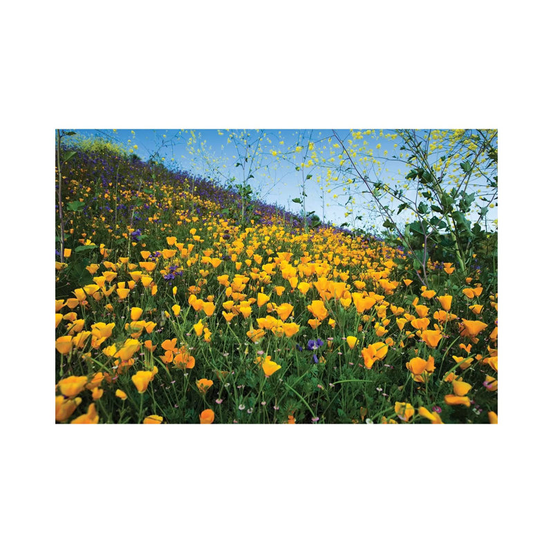 Field Of California Poppies And Canterbury Bells Wildflowers, Diamond Valley Lake, California, USA II by Panoramic Images - Wrapped Canvas Print