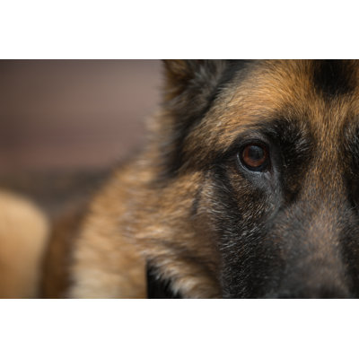 " German Shepherd Dog "