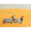 «Herd of Zebra» - reproduction matte encadrée noire pour la décoration intérieure