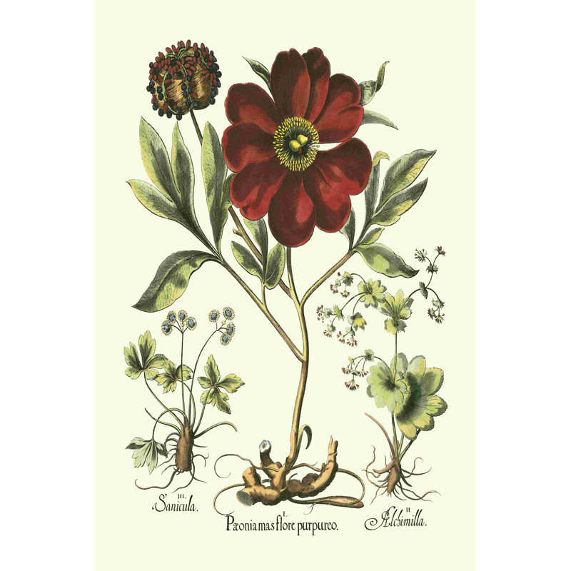 Rouge Peonie II Besler (T) 2854988, H 18 po x l 12 po