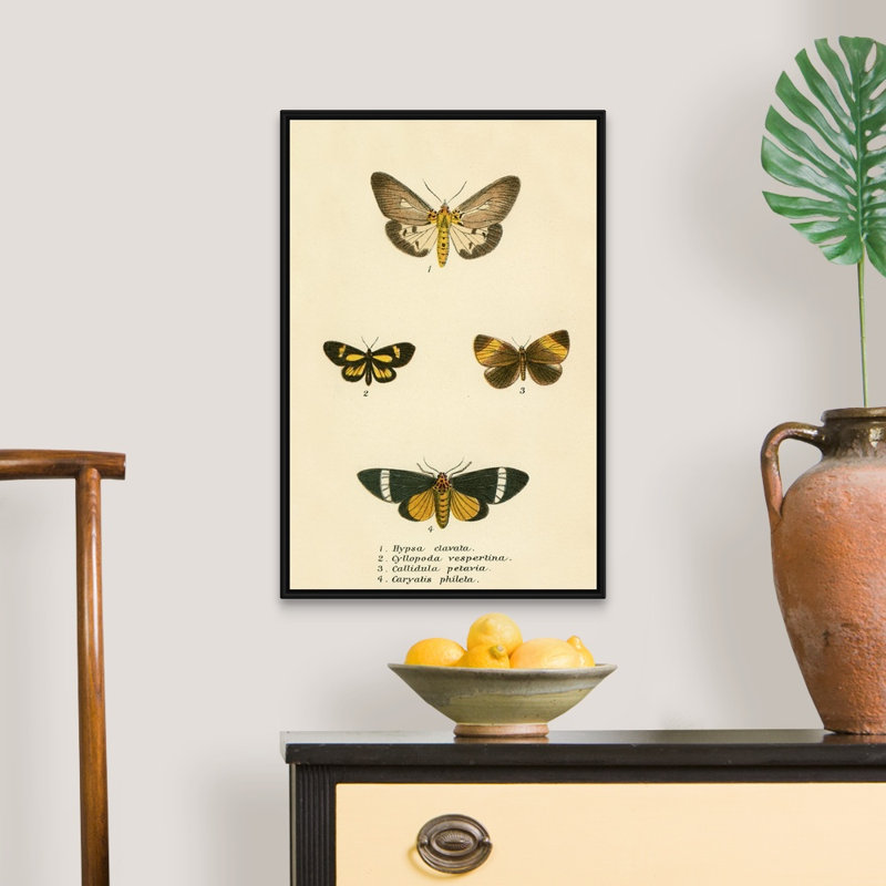 Papillons par English School - reproduction sur toile, H 26 po x l 18 po x P 1,75 po, Cadre noir