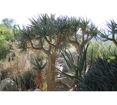 " Desert Tree " by Jason Pierce