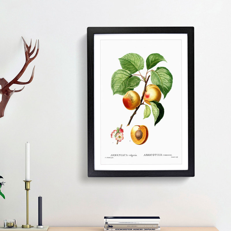 Branch of an Apricot Tree by Pierre-Joseph Redoute - Picture Frame Graphic Art Print, 48cm H x 36cm W x 2cm D, Black Framed