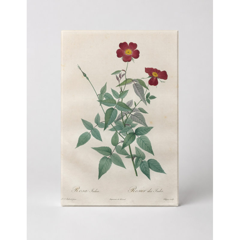 «Rosa Indica / Rosier des Inde», art mural sur toile, 20" W x 16" H