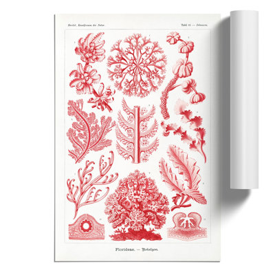 Florideae Red Algae by Ernst Haeckel - No Frame Painting