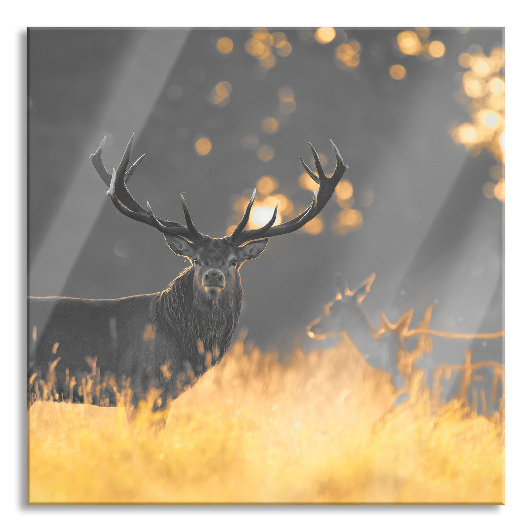 Glasbild Roter Hirsch im goldenen Morgenlicht