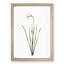 Poeticus Daffodil by Pierre-Joseph Redoute - Picture Frame Painting Print-55601595-55601598